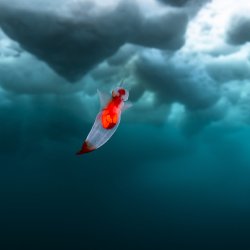 Ange de mer _ Groenland - DSC_6566