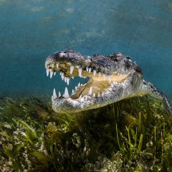 Crodile Americain _ Cuba- DSC_6439