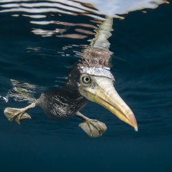 Fou Brun _ Colombie - DSC_7340