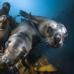 Lions de mer de Steller _ Vancouver island - DSC_7807