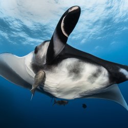 Recif _ Afrique du Sud - DSC_8276