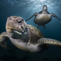 Tortue verte _ Tenerife - DSC_3166